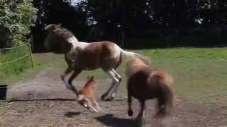 4 days old Shetland foal