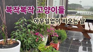 오늘도 평화로운 강이네