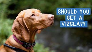 Should You Get a Vizsla?