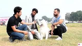 Full part ukc Chandigarh Dog show #ukcdogshow