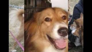 栗橋崩壊犬　幸せになった犬達