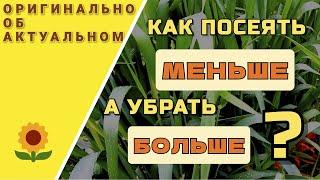 Как получить большой урожай озимой пшеницы.  Широкое междурядье при посеве.