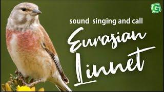 Eurasian Linnet Bird Song, Sound, Call, Chirp, Melody | Linnet Chirping