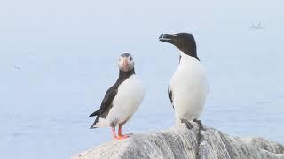 Puffin & Razorbill Auk