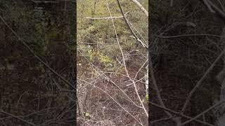 Public land hog hunting #outdoors #bacon #deerhunting