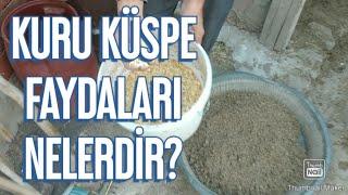 KURU KÜSPE SÜT VERİMİNİ ARTIRIRMI?