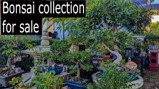 Full Bonsai Collection for sale! Must see!