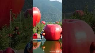 Harvesting Giant Red Apples Growing in Hydroponics on a Floating Orchard 