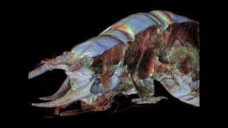 Micro-CT study of the anatomy of the nymph of the mayfly Ephemera danica.wmv