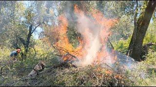 Rejuvenating the Land through Fire | California Academy of Sciences