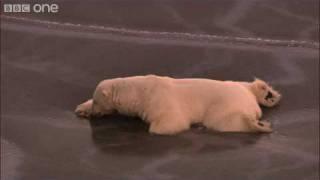 HD: Polar Bear on Thin Ice - Nature's Great Events: The Great Melt - BBC