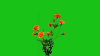 marigold flower decoration green screen | flower green screen no copyright | green screen flower