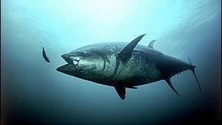 big tuna in a strong current