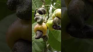 Did you know #Africa produces half of the world's #cashews? #agriculture