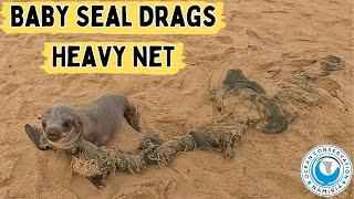 Baby Seal Drags Heavy Net