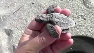 Loggerhead Sea Turtle Hatchling Rescue!!!