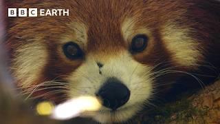 Filming the Adorable but Elusive Red Panda | The Making of Asia | BBC Earth