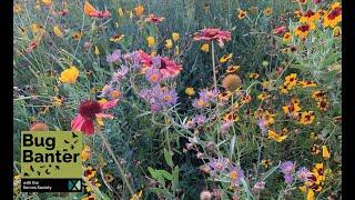 Season 2; Episode 13: Bug Banter Live! Building Pollinator Habitat