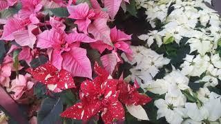 Different Poinsettia Flower Varieties