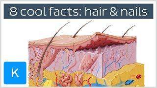 8 Cool Facts About Hair and Nails - Human Anatomy | Kenhub