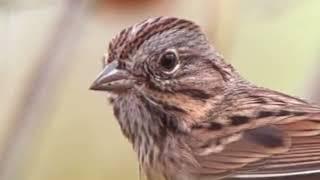 Lincoln’s Sparrow, (Melospiza lincolnii)