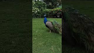 #birds #peacock #colombia #cartagena #topdogtraveler