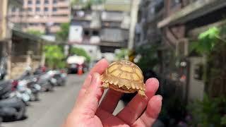 悠悠水族兩棲爬蟲～原裝進口高質量蘇卡達陸續上線啦～編號０３５～