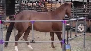 Portable Horse Corral with Built-In Electric