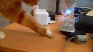 Cat (Wesker) bopping shreddie (Funny/Random)