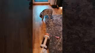 Cat gets new toy friend, thinks its another pussycat. Kitty gets aggressive angry and fights#shorts