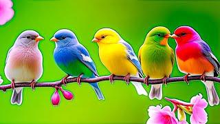 Relaxing Bird Sounds 4K ~ Birds Singing Heal Stress, Anxiety And Depression, Heal The Mind