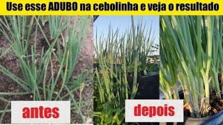 ADUBO ORGÂNICO COM BORRA DE CAFÉ - NUNCA MAIS tenha cebolinhas mirradas e caídas