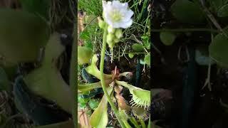 モウセンゴケの花