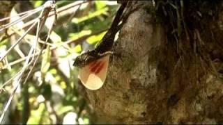 Cuban Nature Documentary Film - in Spanish