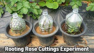 심심해서 해본 장미실험삽목ㅣRooting Rose Cuttings Experiment