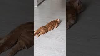 Funny fluffies / Funny moments with animals 2024 /№56 #ff #cats #dogs #pets