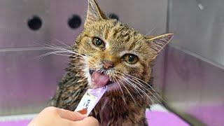 Grooming A Wobbly Barn Cat Who Is Obsessed With Tubes 