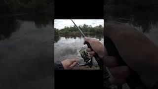 Такие поклёвки дают самые яркие эмоции #topwaterfishing #жерех #evergreen #twinpower
