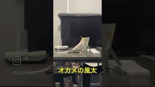 ふーたろさん、ミッキーからのジャパネット熱唱