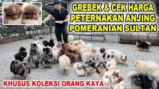 Grebek & Cek Harga Peternakan Anjing Pom Exotic Di Bandung