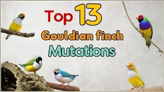 13 Top Gouldian Finch Mutations | 13 Varieties of Gouldian Finches|13 Types of Gouldian Finches