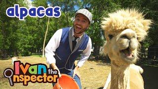 Ivan Inspects Alpacas | Fun and Educational Videos for Kids