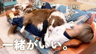 体が大きくても全身で甘えたい愛犬達がこうなっちゃいました…【ボーダーコリー・オーストラリアンシェパード】