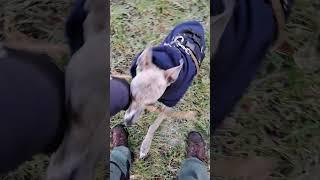 Obedience is still hard with other dogs around, but improving