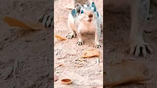 look at the expression of cute squirrel ️ #shorts#squirrel