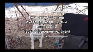 Гусь-птеродактиль / Охота на гуся весна 2022 / часть 6 (заключительная)