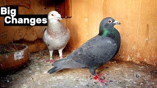 Big Changes in my Pigeon Breeding Program