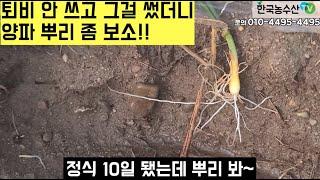 [한국농수산TV] 퇴비 고민 이젠 끝!! 새로운 농사의 길이 열린다!! 경북 구미