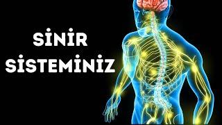 Sinir Sisteminize Doğru Bir Yolculuk