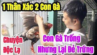 Quá kinh ngạc phát hiện con GÀ TRỐNG biết ĐẺ TRỨNG với tính cách và hình thể rất KHÓ TẢ